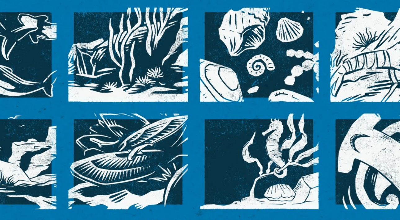 drawings of sea creatures