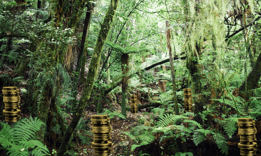 Dense green forest with lush ferns and tall trees. Several stacks of gold coins are scattered on the forest floor among the foliage. Sunlight filters through the leaves, creating a bright, vibrant atmosphere.