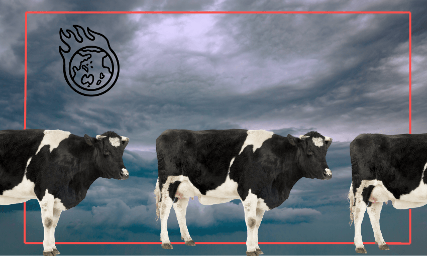 The beef and dairy sector is keen to promote a different way to count methane emissions (Image: The Spinoff/Shanti Mathias) 
