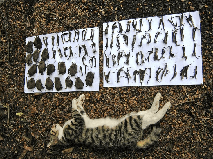 A tabby cat lies on its back on a gravel surface beside two sheets of paper displaying rows of dead small birds and bats arranged neatly.