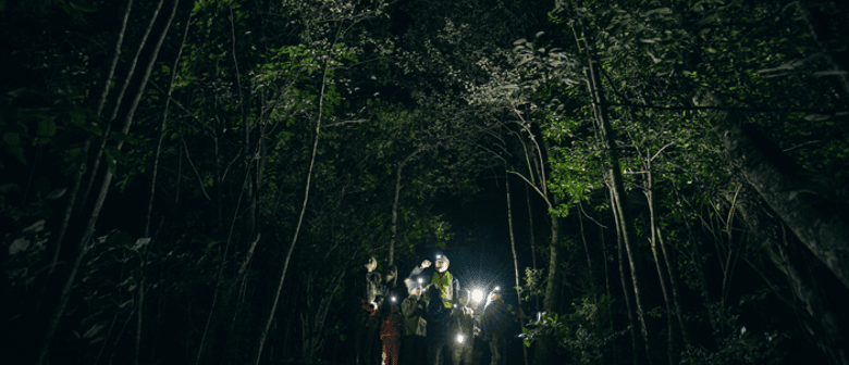 people in the bush at night with torches