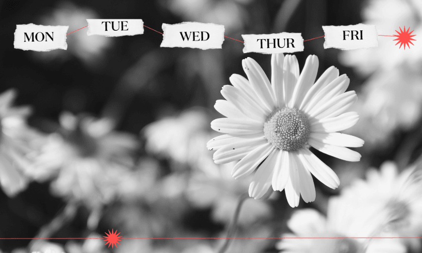 A black and white image of a daisy