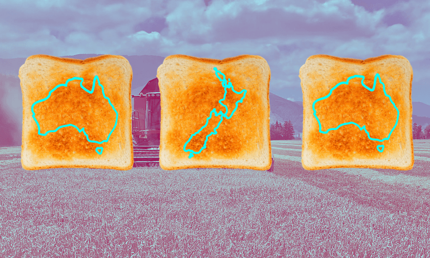 a purple wheat field background and some slices of toask with NZ and australian outlines on them