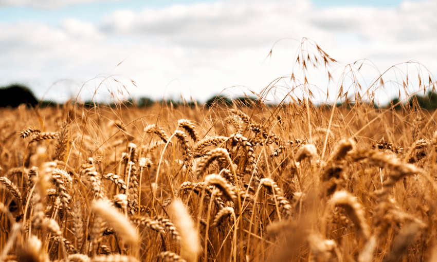 a golden field of wheat with the sky in the background