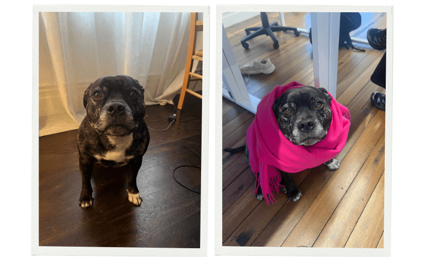 Side-by-side photos of a black and white dog: on the left, the dog sits on a wooden floor looking up; on the right, the same dog is wrapped in a bright pink scarf, also looking up.