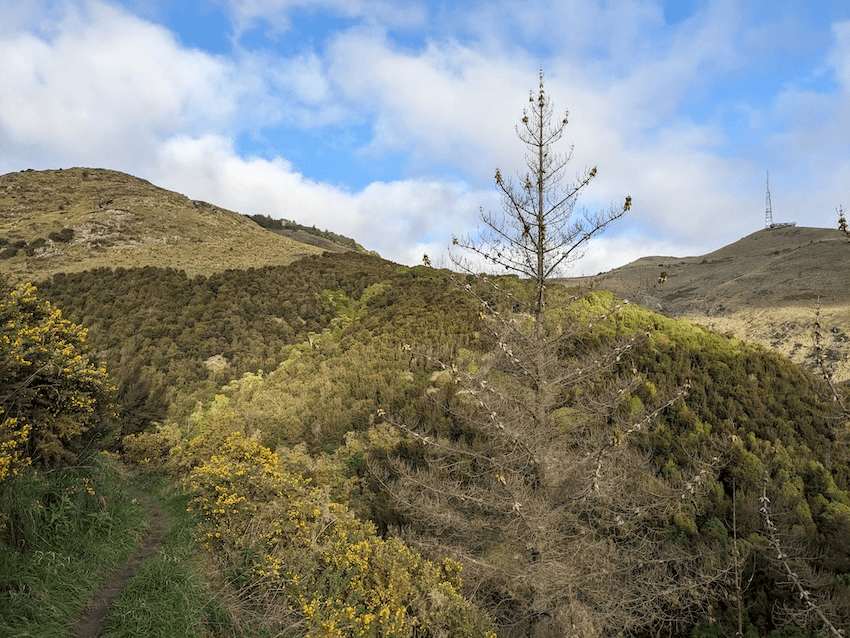 some bare hill and some with lots of trees and dark native bush on it