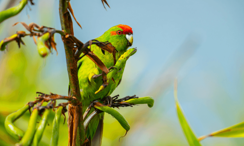A bright green kākāriki with a red forehead is perched on a branch surrounded by green leaves, with a soft blue background.