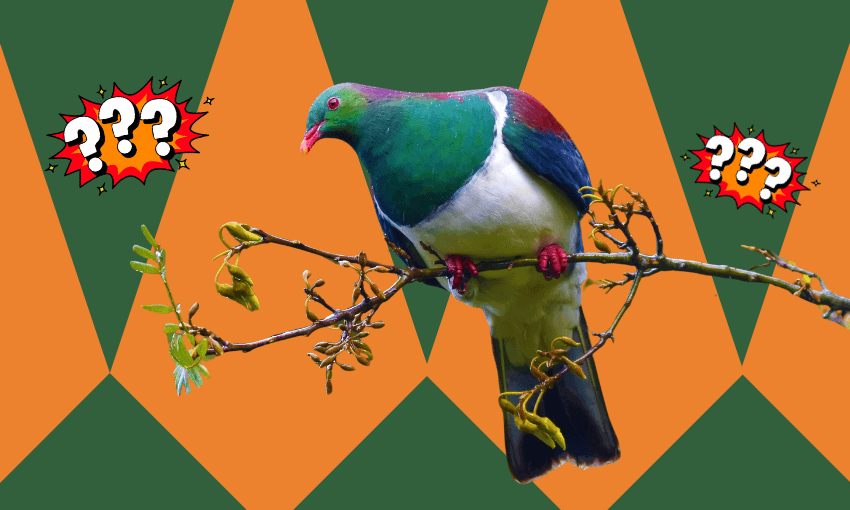 A colourful wood pigeon perches on a branch against an orange and green patterned background with comic-style question mark symbols on either side.