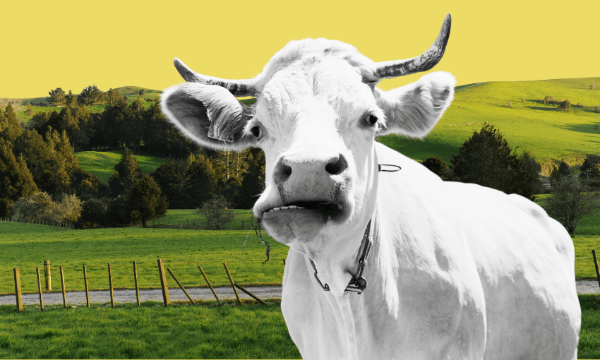 A white cow with large horns stands in front of a green pasture with trees and hills, under a bright yellow sky. The cow looks directly at the camera with its mouth slightly open.