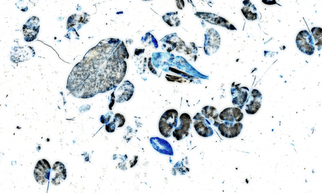 art work that looks like somehow has pressed leaved into blue ink then stamped them