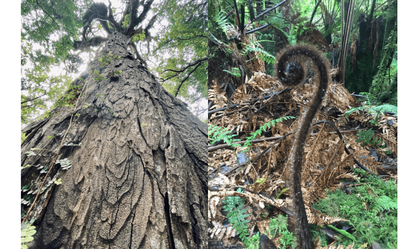 A photo of a large tree; and a photo of a young Ponga.