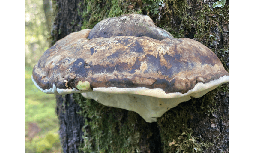 Photograph of a large mushroom growing on a tree.