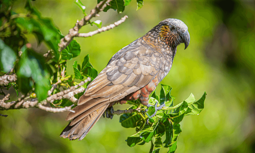 A brown and grey kākā with layered feathers perches on a leafy branch, surrounded by bright green foliage and sunlight.
