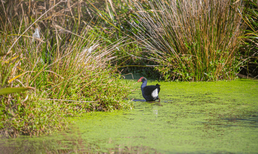 A pūkekō with a black and blue body and a red face stands in a marshy area surrounded by tall grasses and green algae-covered water, under bright daylight.