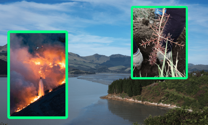 To prevent fire, you need trees (Image: Shanti Mathias; fire image via Getty)  
