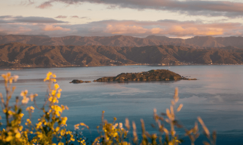 Mātiu Somes Island island sits in calm blue water with mountains and clouds in the background; yellow flowers are blurred in the foreground.