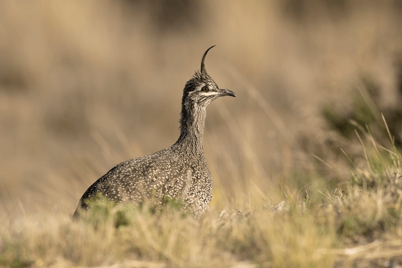A spotted, brown bird with a tall crest on its head stands among dry grasses, blending into the blurred, beige background.