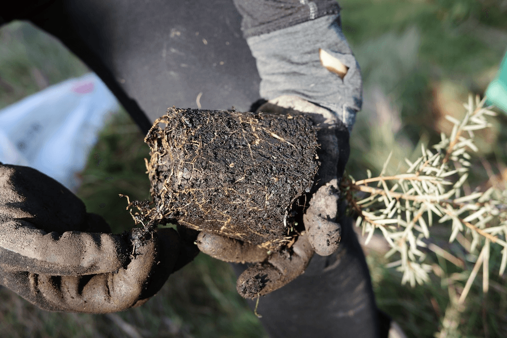 a hand holding an upside down totary seedling with bare roots 