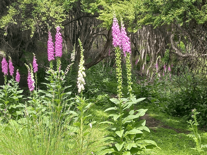 pink foxgloves with bushy kānuka behind them
