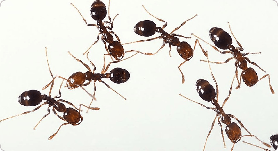 The Friday Poem: ‘Farewell’ by Yvette Thomas