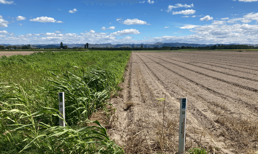 A field divided in half, with tall green grass on the left and tilled, bare soil with rows on the right, under a blue sky with scattered clouds and distant mountains. Two markers stand in the foreground.