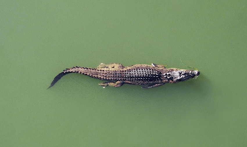 The Friday Poem: ‘Crocodile’ by Ariana Tikao