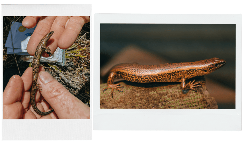 Two photos: On the left, hands gently hold a slender brown lizard with dark stripes; on the right, a close-up of a reddish-brown lizard with shiny scales rests on a rock.