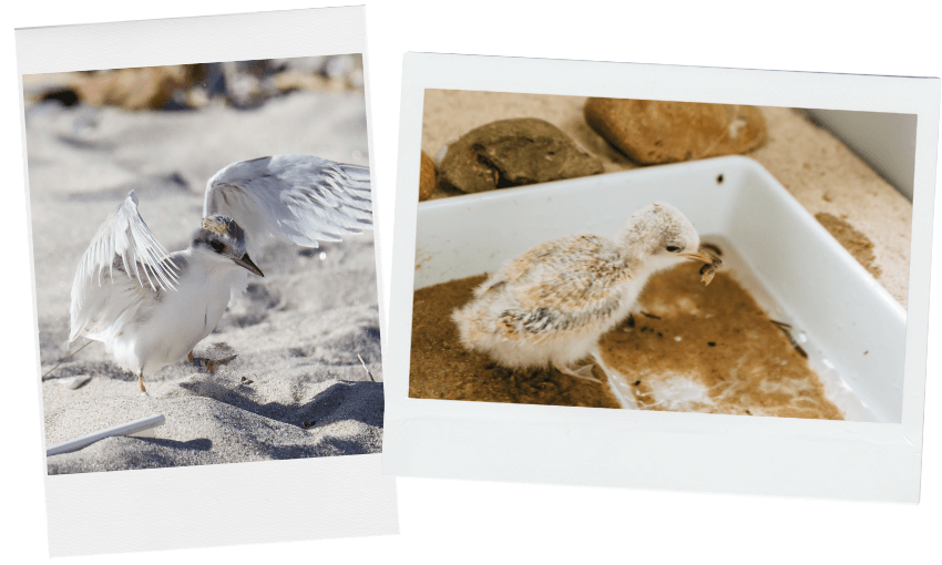 Two photos of baby birds: one on sandy ground with wings partially open, and one in a tray with sand and rocks, pecking at food. Both chicks have fluffy, light-colored feathers.