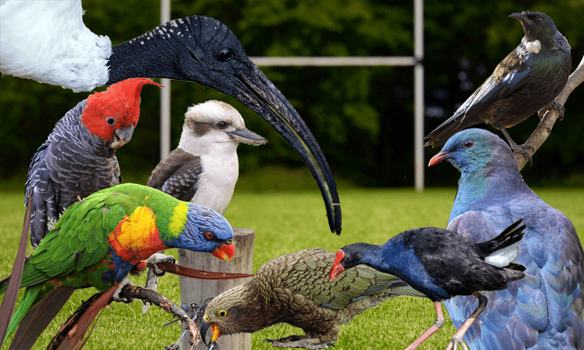 Australian birds vs New Zealand birds on a rugby pitch