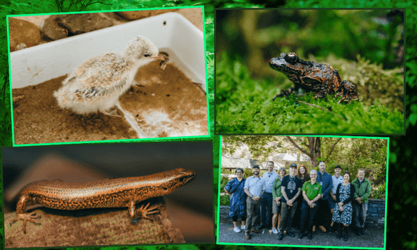 A collage showing a fluffy bird chick, a black-and-orange frog on moss, a brown-and-orange lizard, and a group of people standing outdoors, smiling at the camera.