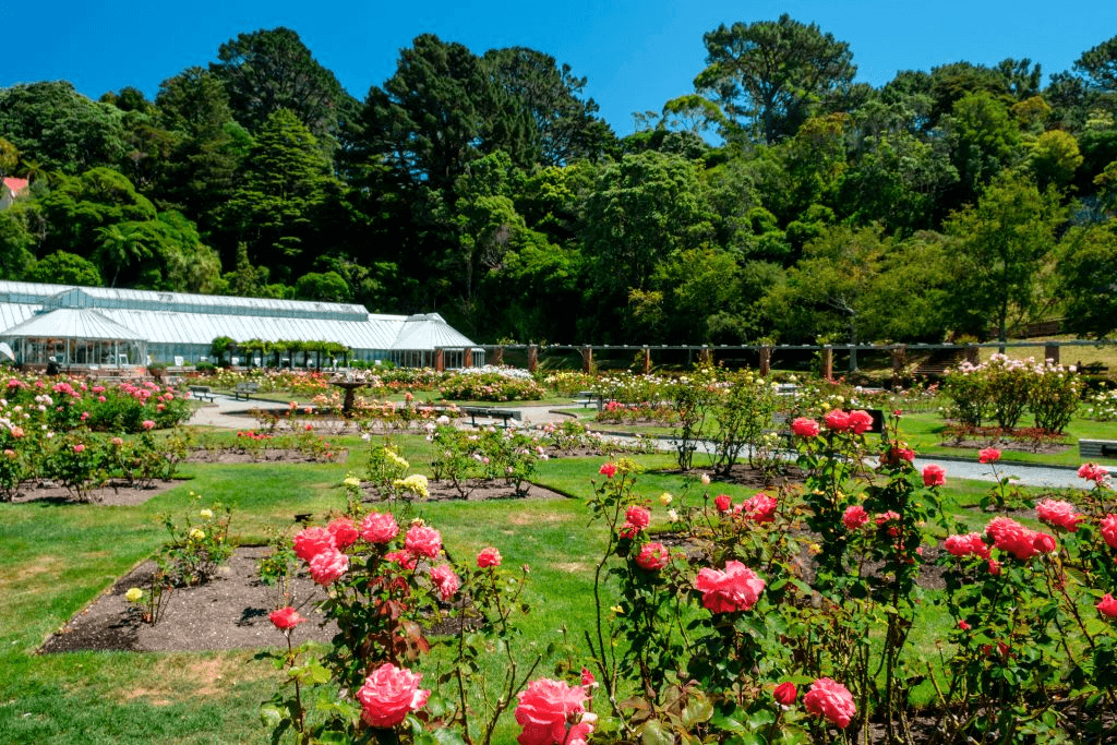 The Lady Norwood Rose Garden at the Wellington Botanic Gardens. 