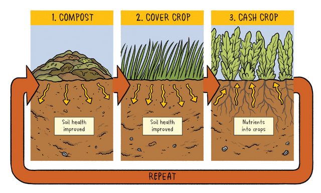 How to use regenerative agriculture in your own garden | The Spinoff