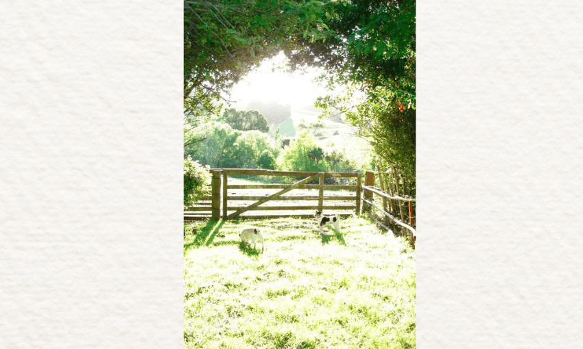 A photograph of a beautiful bright summery day showing grass, and a wooden fence and gate with trees hanging over. Two dogs are playing in the middle of the frame. 