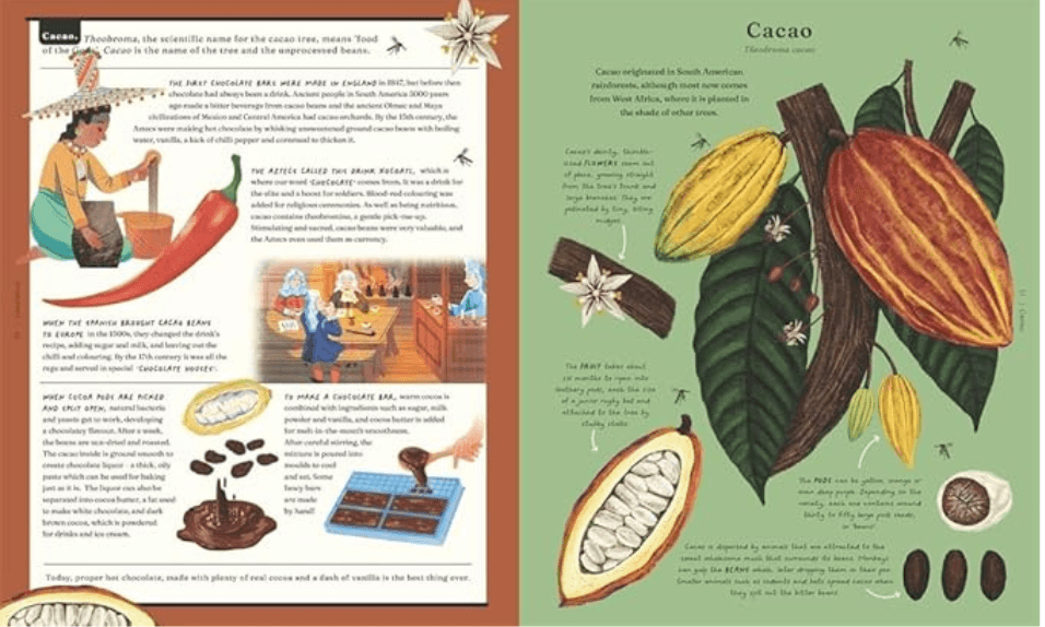An internal spread from a book called 'The stuff that stuff is made of' showing a botanical illustration of a cacao plant and what is made from it.