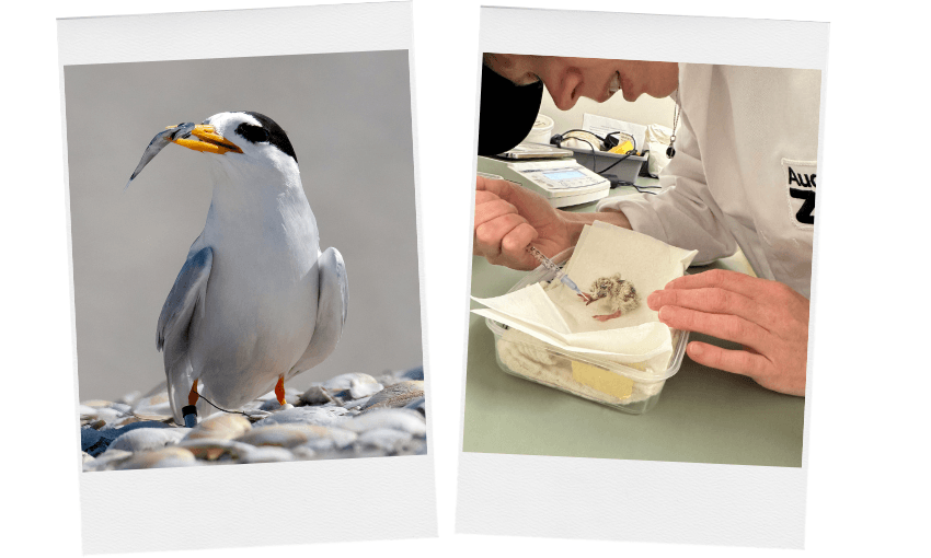 Split image: On the left, a seabird stands on pebbles holding a fish in its beak. On the right, a person in a lab coat feeds a tiny chick in a container with tweezers.