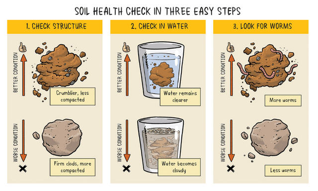 How to use regenerative agriculture in your own garden | The Spinoff