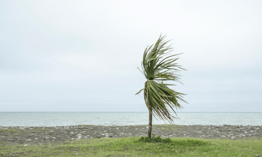 a skinny palm tree is blown sideways by the wind on a rocky coast