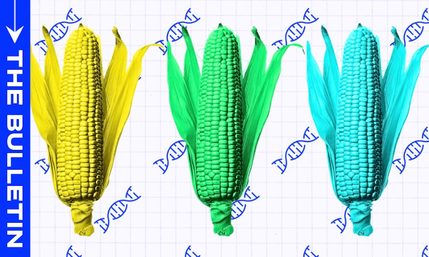 NZ First is refusing to sign-off on the bill while it allows the environmental release of genetically modified organisms. (Image: The Spinoff) 
