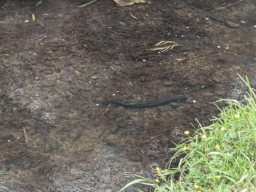 a glossy and magnificent black tuna (eel) just chillind with some pebbles beneath it and clear water running above