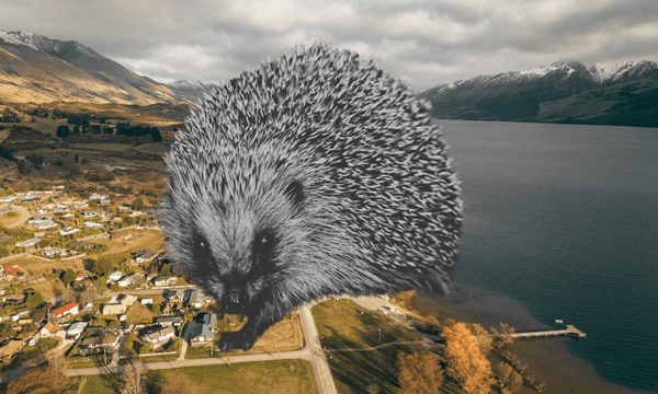 The town with no hedgehogs
