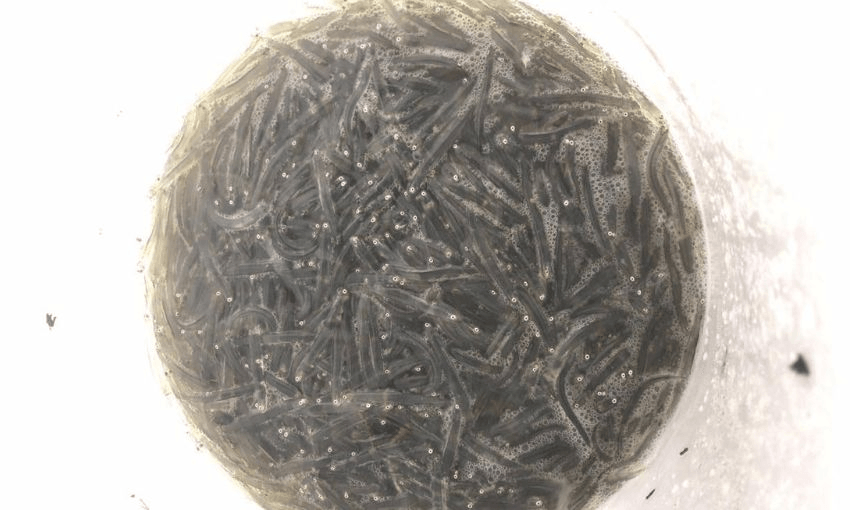 Whitebait in a bucket.