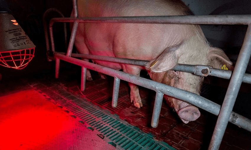 A sow in a farrowing crate, Germany (Photo: Christian Adam/ullstein bild via Getty Images) 
