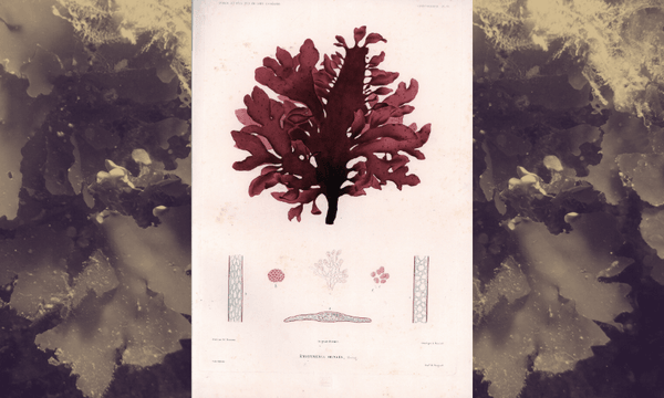 The original Callophyllis Ornata plate drawn by Montagne in 1845 (Background image: Roberta D’Archino/Earth Sciences New Zealand) 
