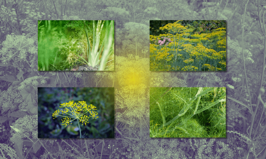 Legal (and free) weed: Why you need to start eating wild fennel