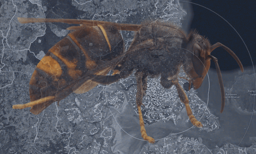 A large, semi-transparent hornet is superimposed over a grayscale map of a city and its surroundings, symbolizing the spread or presence of the insect in the area.