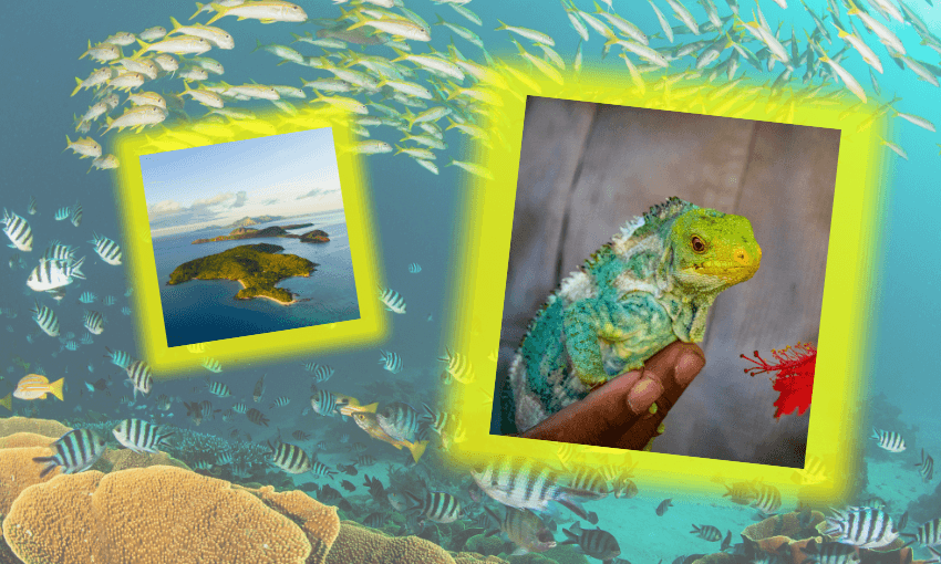 A colorful underwater scene with coral and fish, featuring two highlighted photos: one of tropical islands surrounded by blue sea, and one of a person holding a green and white iguana.