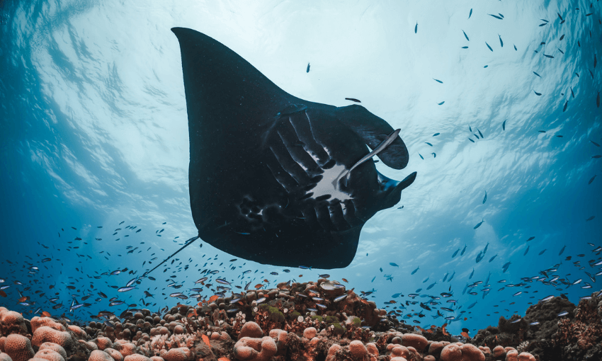 Imagine your car for scale (Image: Supplied)  
