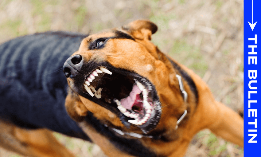 Confined living spaces, lack of exercise and poor socialisation can all contribute to aggression in dogs. (Photo: Getty Images) 
