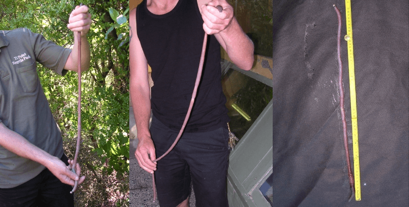 Three photos: two people each holding a long, thin, brown worm outdoors, and a closeup of the worm laid next to a measuring tape showing its length.