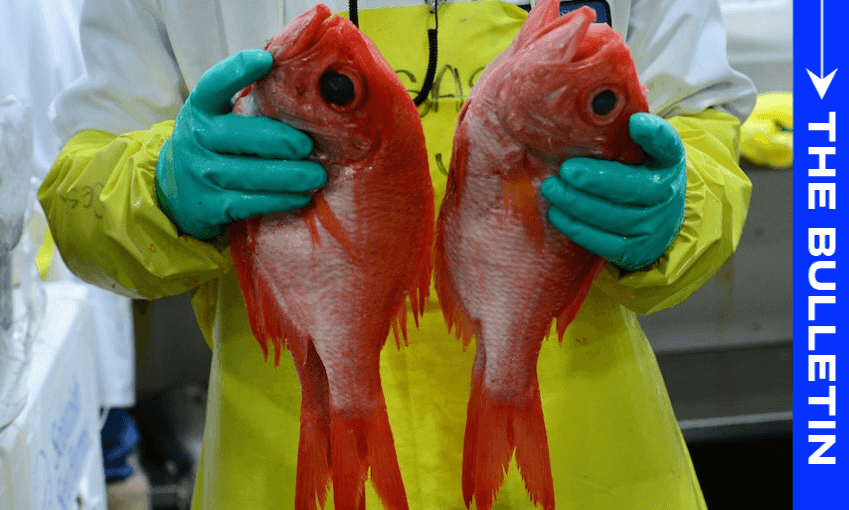 A person wearing green gloves and a yellow apron holds two bright red fish upright. A blue vertical banner on the right reads "THE BULLETIN.